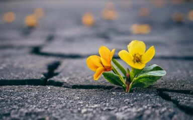 Obraz premium yellow crocus flowers