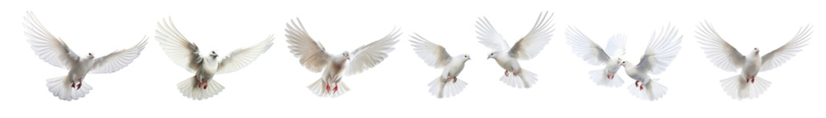 photo of dove bird set