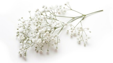 1. Gypsophila (Baby's Breath). on white background