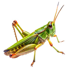 grasshopper transparent background