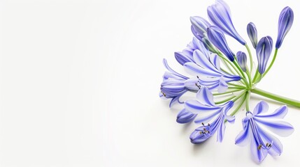Agapanthus on white background