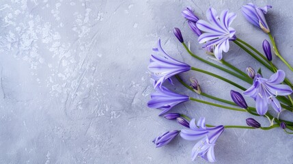Agapanthus with copy space