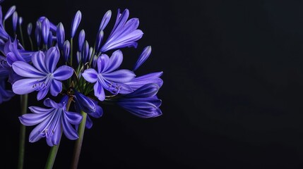 Agapanthus with copy space