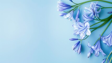 Agapanthus with copy space