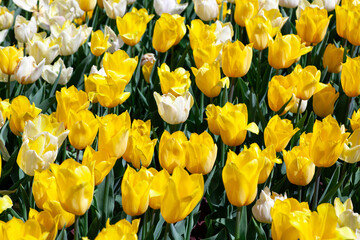 Lush garden filled with blooming yellow and white tulips under the spring sun