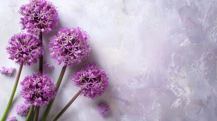 Allium with copy space