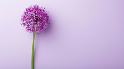 Allium with copy space