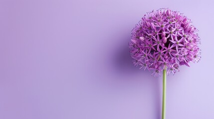 Allium with copy space