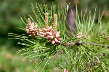 Detailed view of pine tree branches with young cones in a lush green forest environment