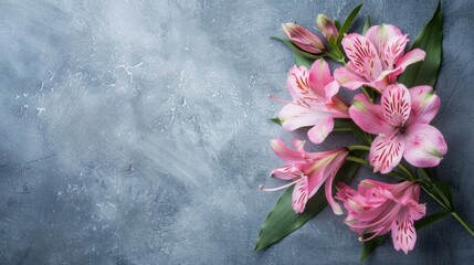 Alstroemeria with copy space