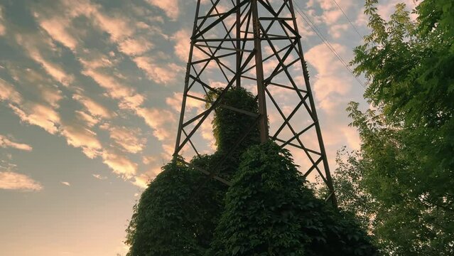 Sunset Over Overgrown Power Line Tower: Pan Up View of Lush Green Foliage and Lake Landscape
