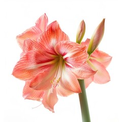 Amaryllis isolated on white background