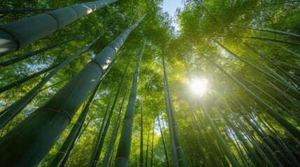 Sunlight filters through tall, dense bamboo stalks in a tranquil forest, creating a serene, natural canopy of greenery.