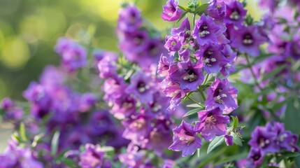 Obraz premium Angelonia