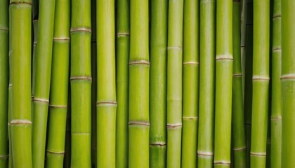  Green Bamboo Stalks