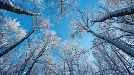 Obraz premium Snow covered winter trees silhouetted against the sky