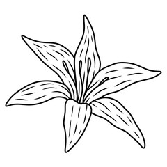 lily flower icon