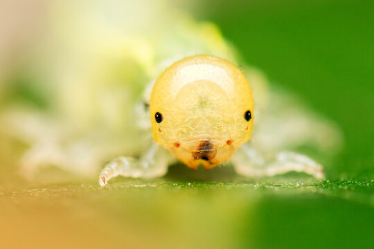 A detailed closeup of Pergidae larvae, this is the larvae of the sawfly. 