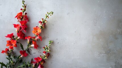 Antirrhinum (Snapdragon) with copy space