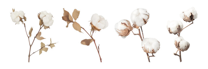 PNG cotton  cut out element set
