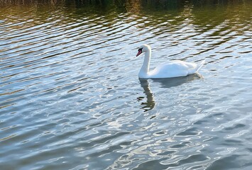 swan on the lake
