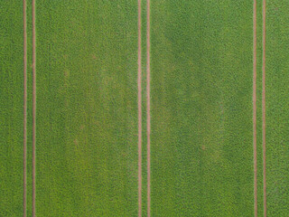 Green field with seven-fold parallel lines from the tracks of tractor wheels, photo background...