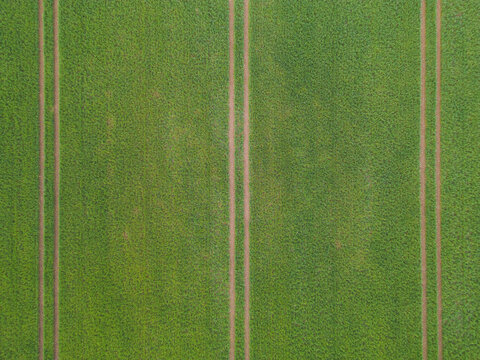 Green field with seven-fold parallel lines from the tracks of tractor wheels, photo background texture, view from above, aerial view.