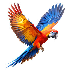 Fototapeta premium macaw parrot flying isolated transparent background