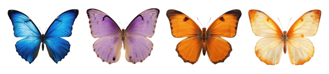 Real Pressed butterfly animal insect png cut out element set