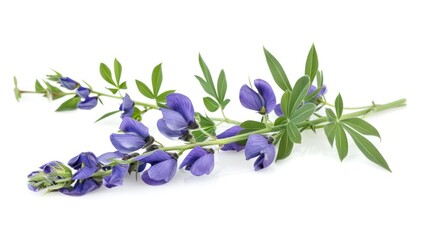 Baptisia (False Indigo) on white background