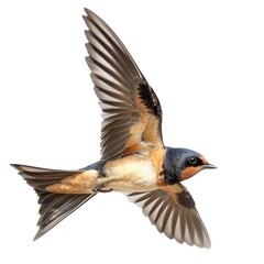 Barn Swallow