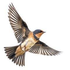 Barn Swallow 
