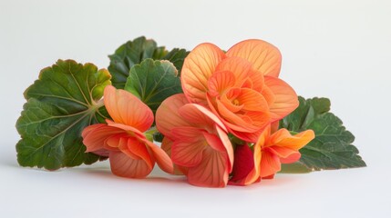 Begonia on white background