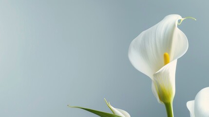 Naklejka premium Calla Lily