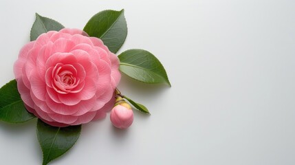Camellia on white background --ar 16:9 --style raw Job ID: 88af0515-5859-470c-af5b-67cb589efaee
