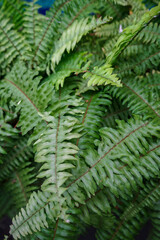 green fern leaf background