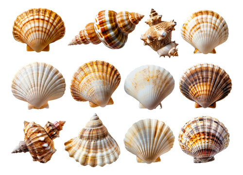 Variety of sea shells arranged in rows png isolated on transparent background