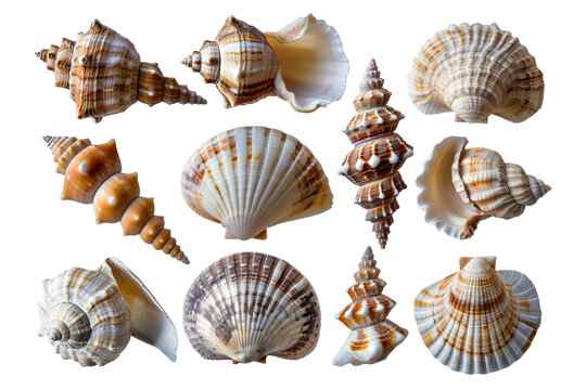 Variety of sea shells arranged in rows png isolated on transparent background