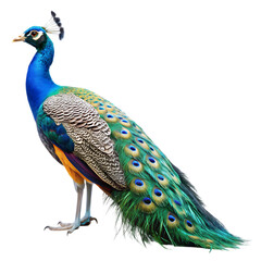 Obraz premium side view of peacock isolated transparent background