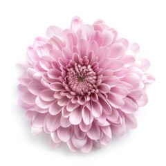 Chrysanthemum