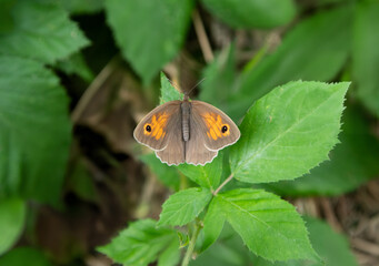 Meadow brown butterfly on blackberry flowers, vibrant natural scene