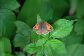 Maniola jurtina butterfly on wild blackberry blooms, stunning nature photo