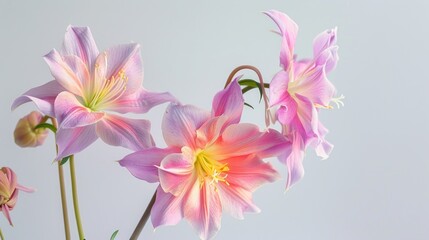 Columbine