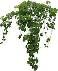 vine bush on transparent background