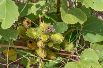 Xanthium strumarium (rough cocklebur, Noogoora burr, clotbur, common cocklebur, large cocklebur, woolgarie bur) family Asteraceae. Keawaula Beach / Yokohama bay, Leeward Coast of Oahu, Hawaii.