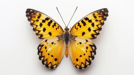 Captivating Butterfly Pollination Scene in the Garden. Nature and Wildlife concept