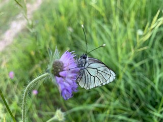 butterfly on a flower