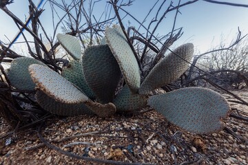 Cactus and shrubs in Joshua Tree National Park, California, United States of America.