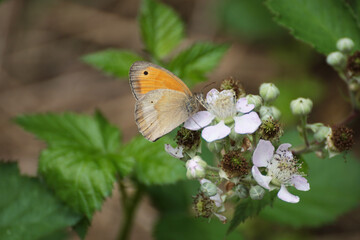 Maniola jurtina butterfly on wild blackberry blooms, stunning nature photo