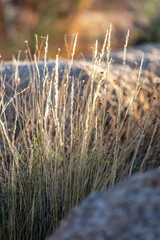 Fototapeta premium Desert shrubs and boulders in Joshua Tree National Park, California, United States of America.